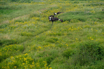 Naturereserve Fortmond, Olst, Overijssel Province The Netherlands