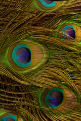 Macro peacock feathers,Colorful and Artistic Peacock Feathers. This is a macro photo of an arrangement of luminous peacock feathers