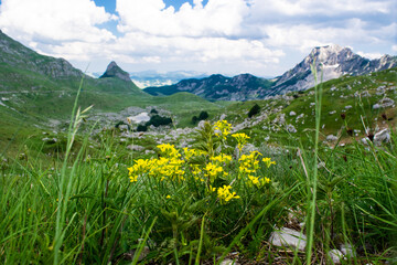 Yellow flowers and green grass close-up against background of mountain peaks. Durmitor national park. Montenegro.