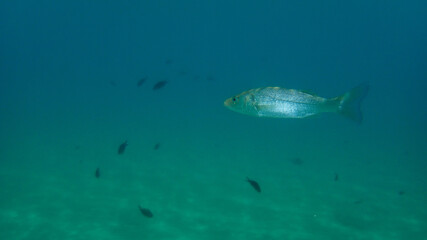 European bass or European seabass, seabass, sea bass, bass (Dicentrarchus labrax) undersea, Aegean...