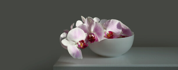 Pink phalaenopsis orchid flower in white bowl on gray interior. Minimalist still life. Light and shadow nature horizontal background.