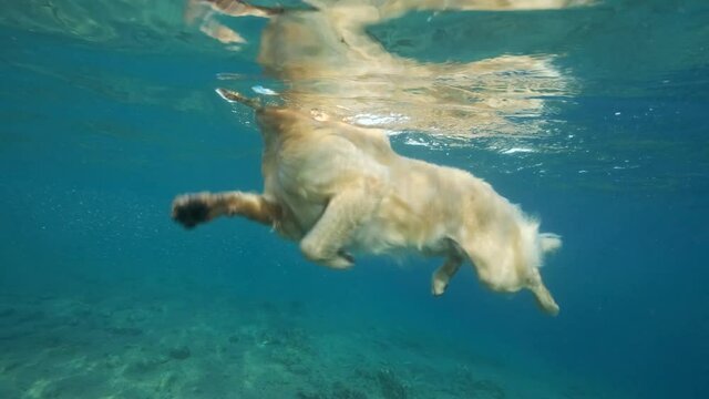 Slow motion, Golden retriever swim on surface of water in the sea. The dog swims on the surface of the water. Underwater view. 4K-60fps