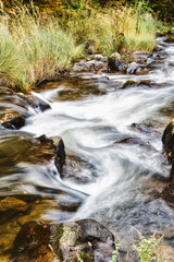 mountain river in the forest