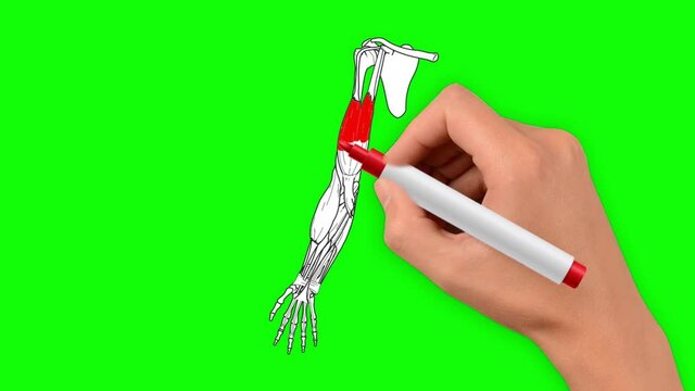 The biceps of the human shoulder is drawn by hand on a green background. Anatomy of the biceps - the muscle is drawn in red and the biceps tendons are drawn in yellow.