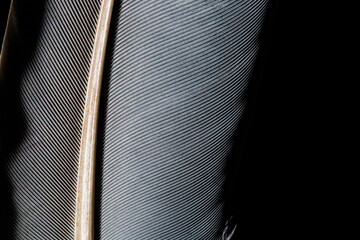 Black and white image of a piece of bird feathers, close-up,Black macro feather,Black raven feathers ,Serbia, Feather, Black Color, Crow - Bird,Abstract, Animal Body Part, Animal Pen, Animal Wing