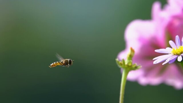 Bee, Fly Hoverfly slow motion. Hesitation observation exploration. closeup view, slow-motion. Flowers green background.
