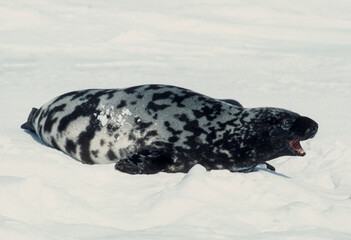Obraz premium Phoque à capuchon, Cystophora cristata, male, Ile de la Madeleine, Quebec, Canada