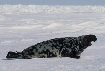 Phoque à capuchon, Cystophora cristata, male, Ile de la Madeleine, Quebec, Canada © JAG IMAGES