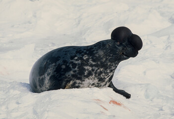 Phoque à capuchon, Cystophora cristata, male, Ile de la Madeleine, Quebec, Canada © JAG IMAGES