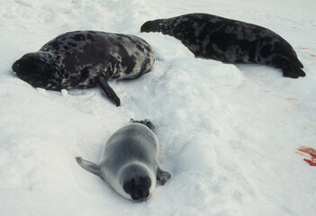 Phoque à capuchon, Cystophora cristata, femelle et jeune, Ile de la Madeleine, Quebec, Canada © JAG IMAGES