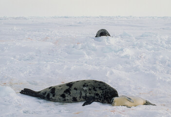 Obraz premium Phoque à capuchon, Cystophora cristata, femelle et jeune, Ile de la Madeleine, Quebec, Canada