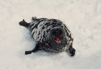 Phoque à capuchon, Cystophora cristata, Ile de la Madeleine, Quebec, Canada © JAG IMAGES