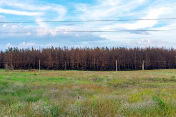 Green meadow against the background of a coniferous forest a year after the fire. Coniferous trees burned down during a fire against a background of green grass. The problem of forest fires.