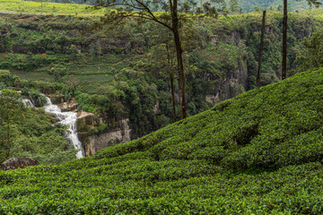 Piękny krajobraz, wodospad pośród zielonych gór i pól herbaty.