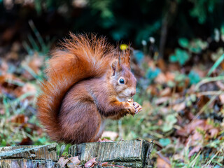 squirrel eating nut