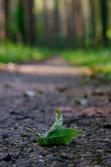fallen leaf on asphalt path with forest in the background