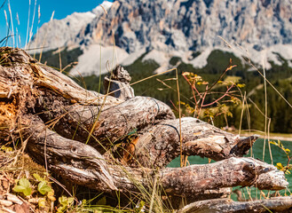 Beautiful alpine summer view with details of tree roots and the famous Wetterstein mountains in the background at the Ehrwalder Alm near Ehrwald, Tyrol, Austria