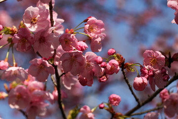 Obraz premium 平野神社の陽光桜