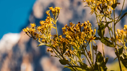 Senecio ovatus willd, wood ragwort, with the famous Wetterstein mountains in the background at the Ehrwalder Alm near Ehrwald, Tyrol, Austria