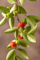 Pitanga, branch with beautiful green and ripe pitangas, abstract background, selective focus.