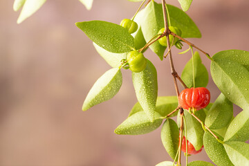Pitanga, branch with beautiful green and ripe pitangas, abstract background, selective focus.