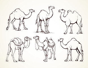 Camel. Vector sketch