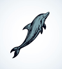 Dolphin. Vector drawing