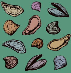 Oyster. Vector drawing