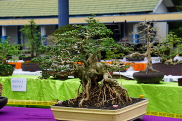 The beautiful bonsai with a natural background