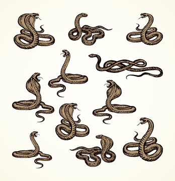 Snake. Vector drawing