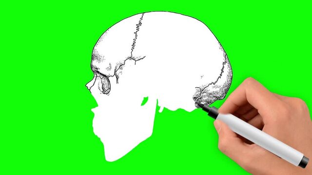 Human hand drawn skull on a green background. Individual bones of the skull are painted in different colors. Skull bones anatomy.