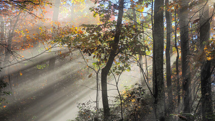 Misty Light Filtered through the Woods 