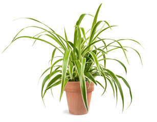 Spider plant in vase