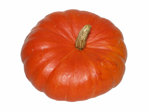 4 059 Best Potiron Images Stock Photos Vectors Adobe Stock