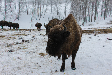 Bison in winter 