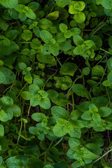 Piękne zielone liście świeżej mięty w ogródku. - obrazy, fototapety, plakaty