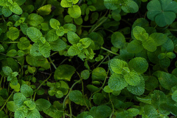 Piękne zielone liście świeżej mięty w ogródku. - obrazy, fototapety, plakaty