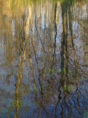 Alberi riflessi nel fiume