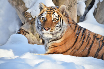 tiger in snow