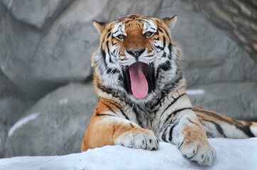 tiger in the snow