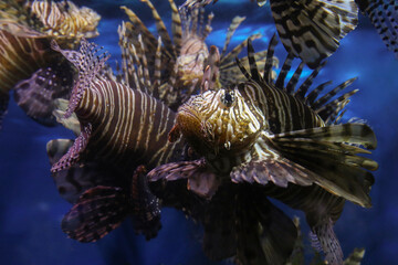 Fototapeta na wymiar Lionfish (dendrochirus zebra), fish in an aquarium, blurred background