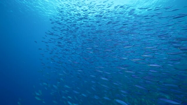 Seascape with School of Boga Fish in the coral reef of the Caribbean Sea, Curacao