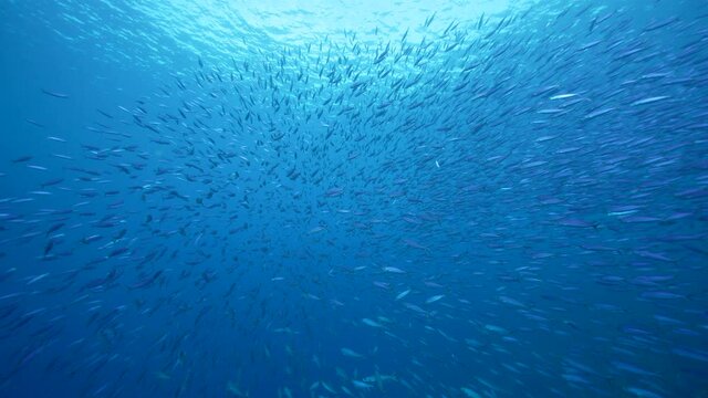 Seascape with School of Boga Fish in the coral reef of the Caribbean Sea, Curacao