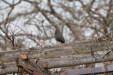 A female black thrush bird in a brown feather with an orange beak sitting on the roof and watching the surroundings