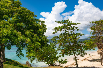 Obraz premium palm alley to the ocean