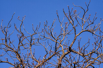 first spring buds on chestnut tree