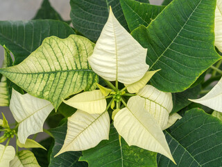 Poinsettia Euphorbia pulcherrima in the greenhouse