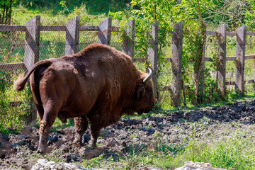 Bison in the aviary. The symbol of Moldova. Natural protected by the state reserve. Background with copy space © Iurii Gagarin