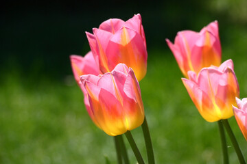 Sunny spring day. Very beautiful tulips of a grade Tom Pouce with pink-yellow petals reach for the sun. In total on a green background of a lawn.