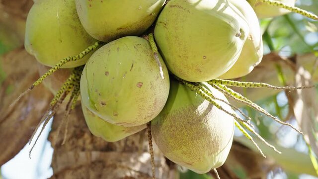 coconut fruit on coconut trees and green coconut leaves blown by the wind